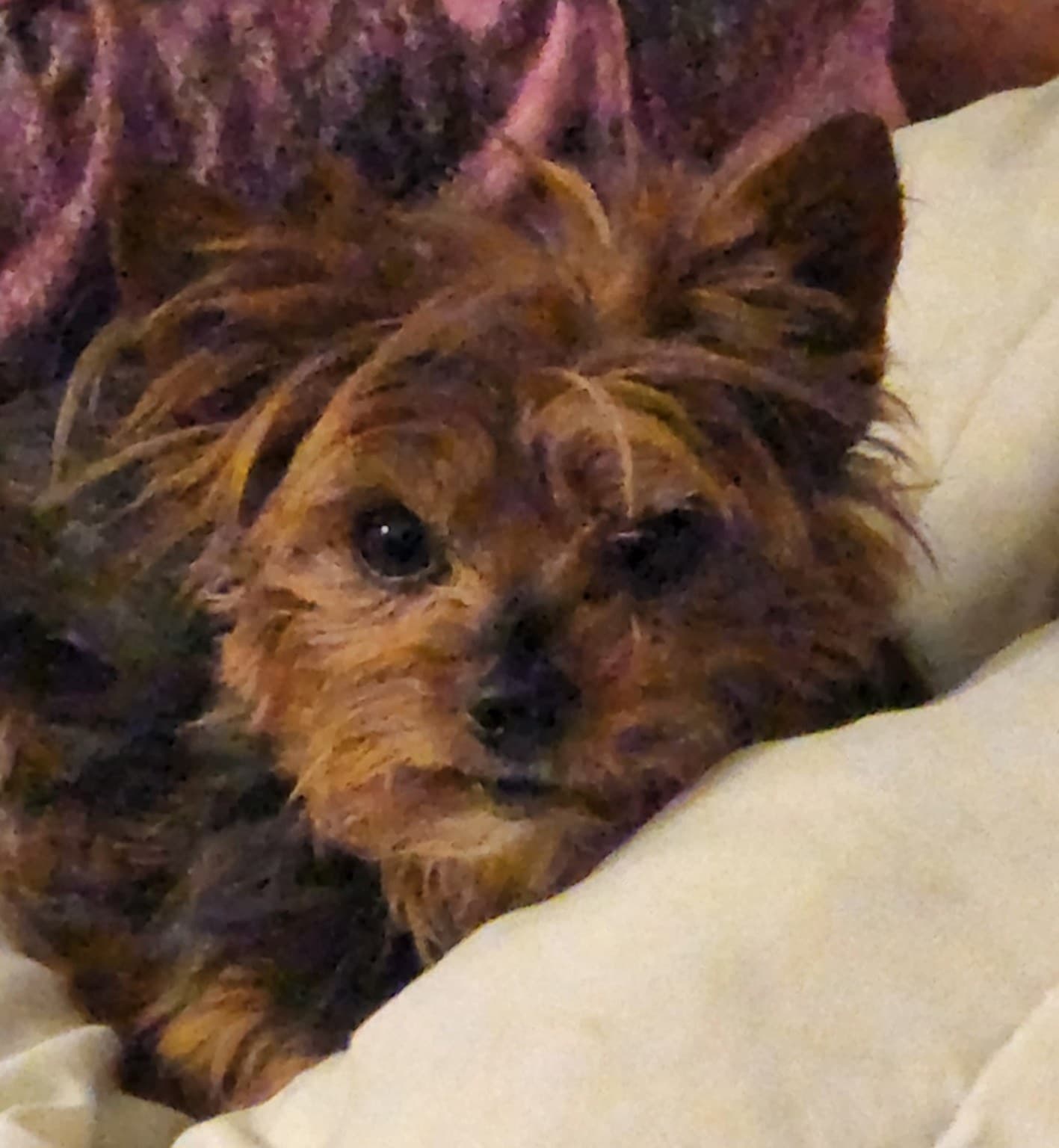 Princess Penelope Pennyworth the Third resting beside Alexander Dean